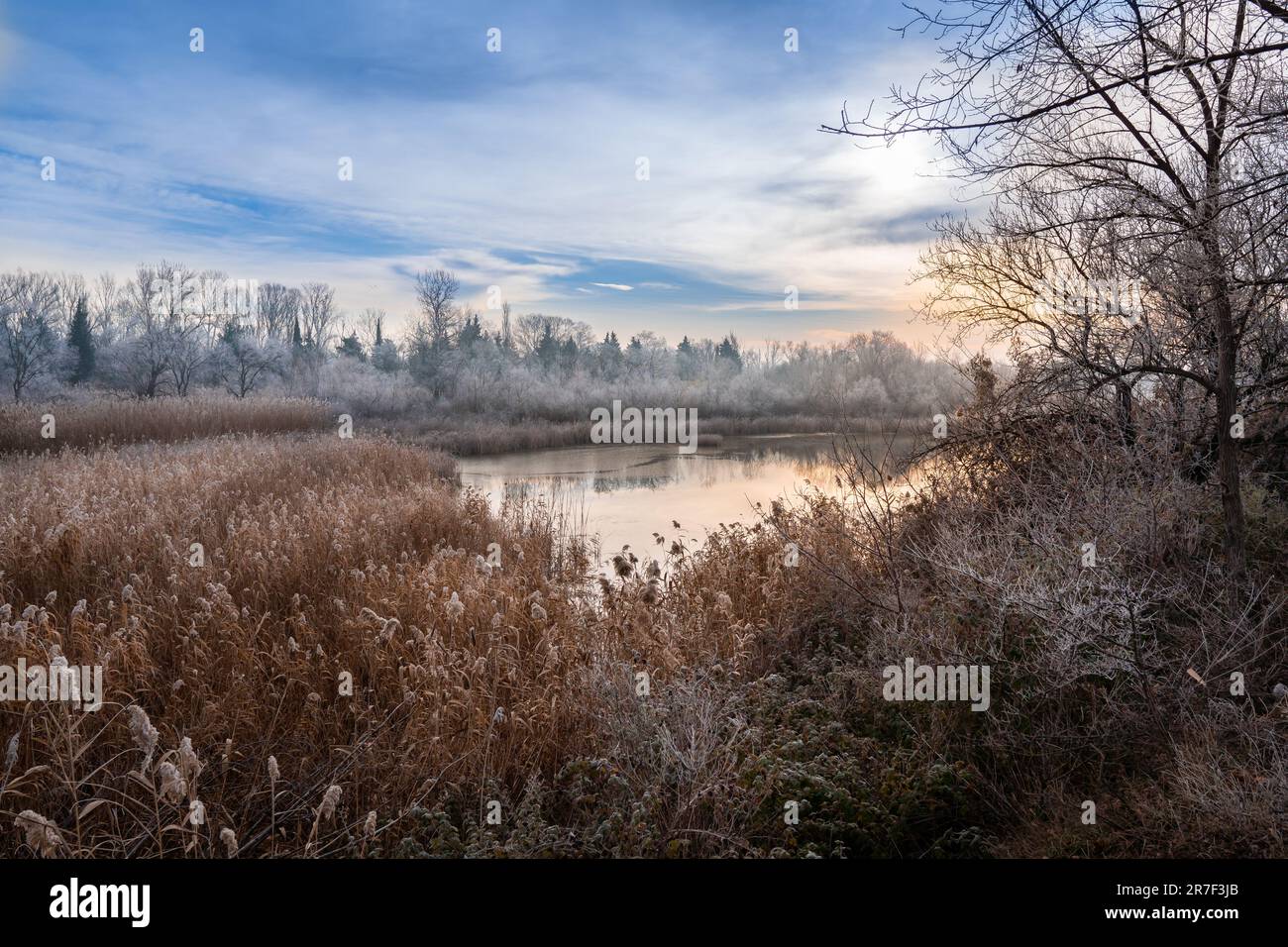 Sunny morning in the frozen forest by the lake Stock Photo - Alamy