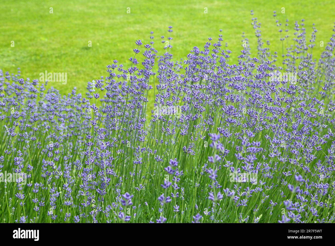Wild Lavender. Lavender in different shades growing outside the house. Lavender. Stock Photo