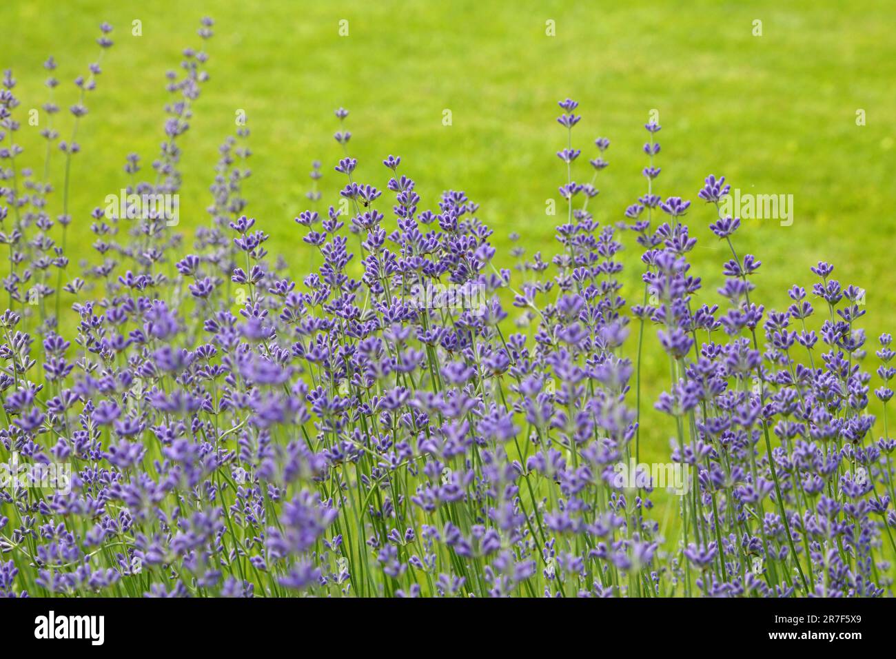 Wild Lavender. Lavender in different shades growing outside the house. Lavender. Stock Photo