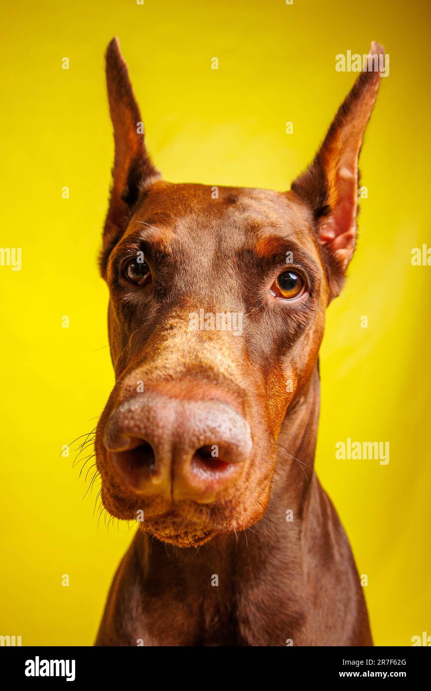 Brown Dobermann dog photo shooting in studio Stock Photo
