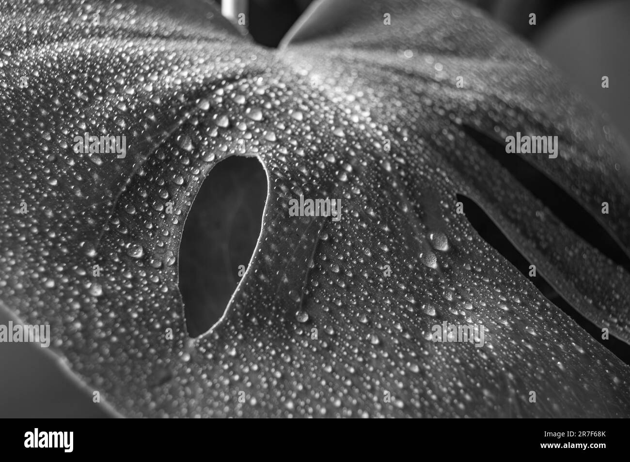 Monstera Deliciosa leaf close up black and white houseplant photography Stock Photo