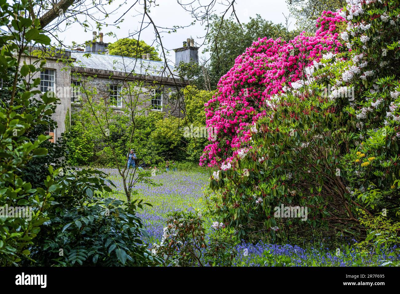Rhododendrons Russellianum Cornish Red growing next to a field of Common English Bluebells Hyacinthoides non-script in Enys Gardens in Cornwall. Stock Photo