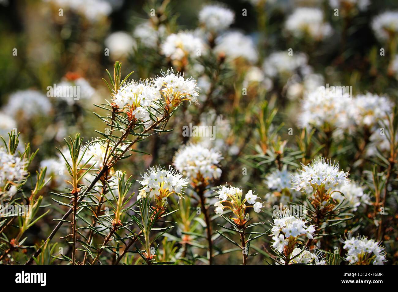 Rhododendron tomentosum, Marsh Labrador tea, flowering in peaty wetland on a sunny day of June in South of Finland. Stock Photo