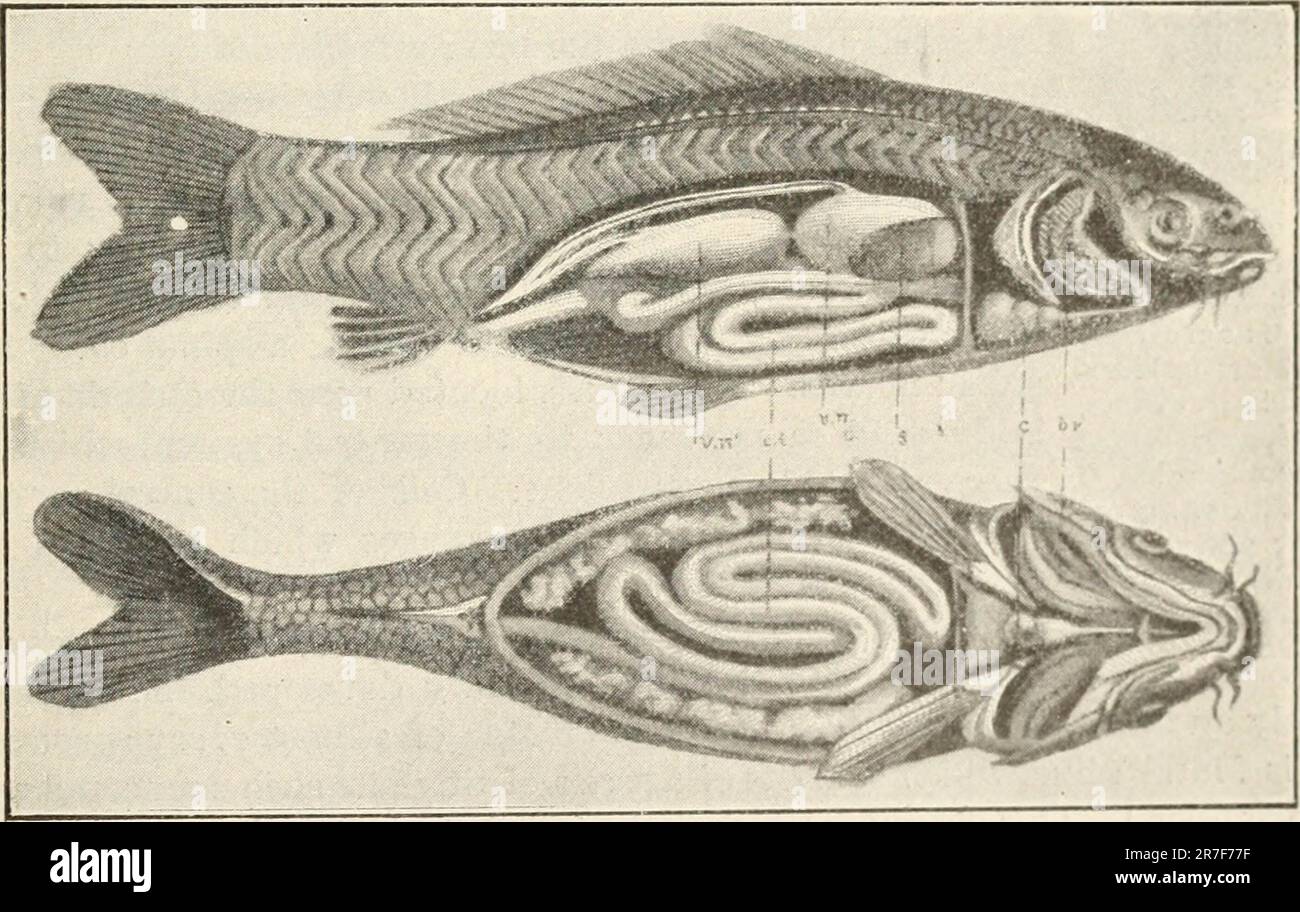 Anatomy of the carp Stock Photo Alamy