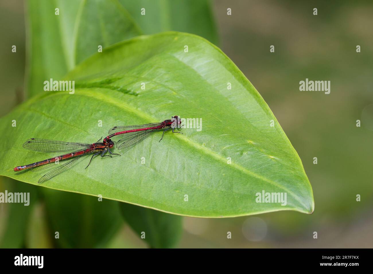 Large red damselflies Pyrrhosoma nymphula, mating on large broad leaf bright red abdomen marked with black and large red wide apart eyes Stock Photo