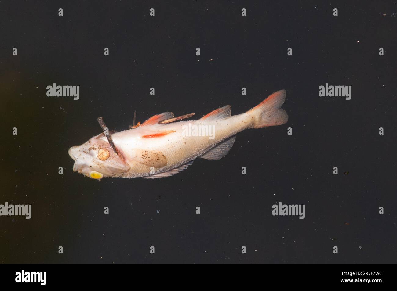 Carp fish dead environment hi-res stock photography and images - Alamy
