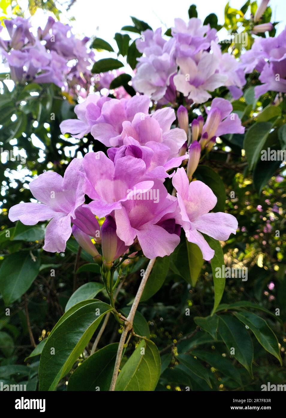 A beautiful cluster of pale purple flowers. Mansoa alliacea, garlic vine. Stock Photo
