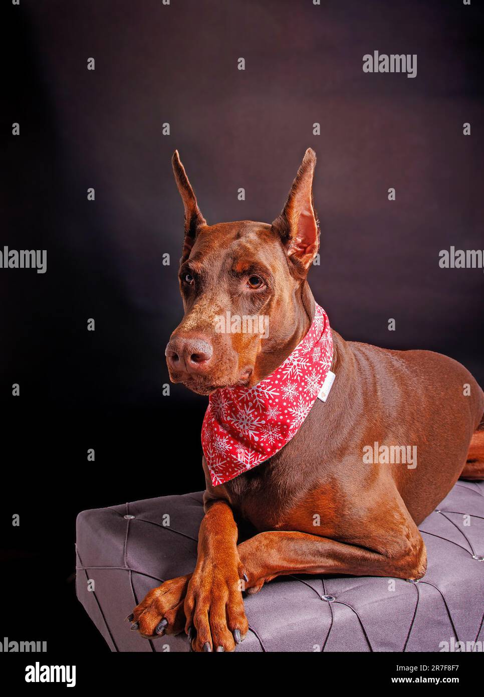 Brown Dobermann dog photo shooting in studio Stock Photo