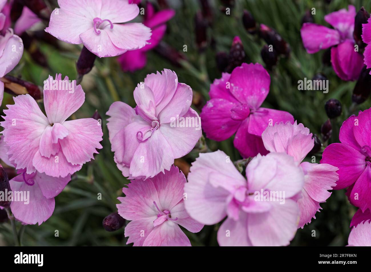 Close up of a variety of Dianthus flowers growing in a rockery Stock Photo