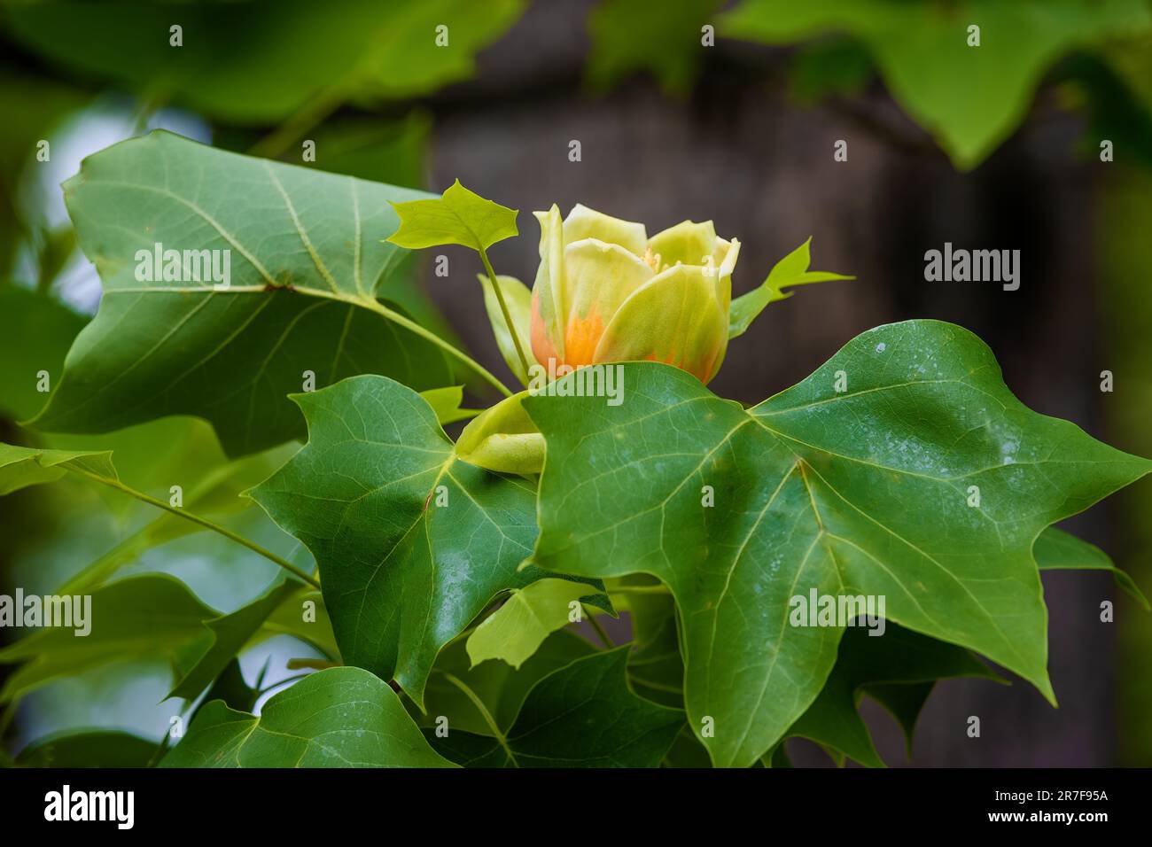Tennessee, Kentucky and Indiana's USA's states tree the Tulip Poplar