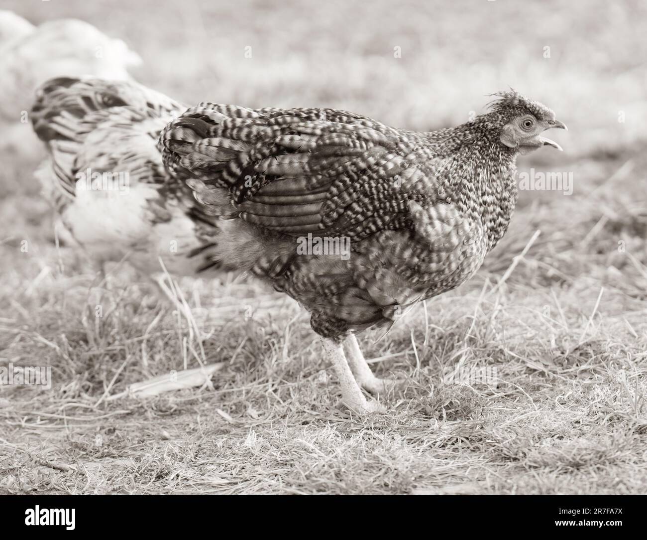 Two black and white chickens standing atop a bed of dry grass in a rural setting Stock Photo