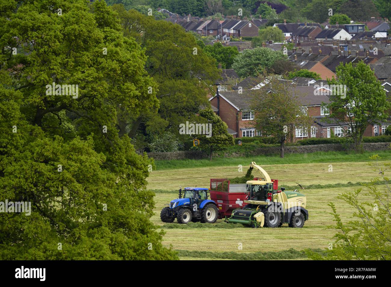 Krone BiG X 580 forager working, being driven on farmland pasture (loading filling trailer, cut field grass, farmers driving) - Yorkshire, England UK. Stock Photo