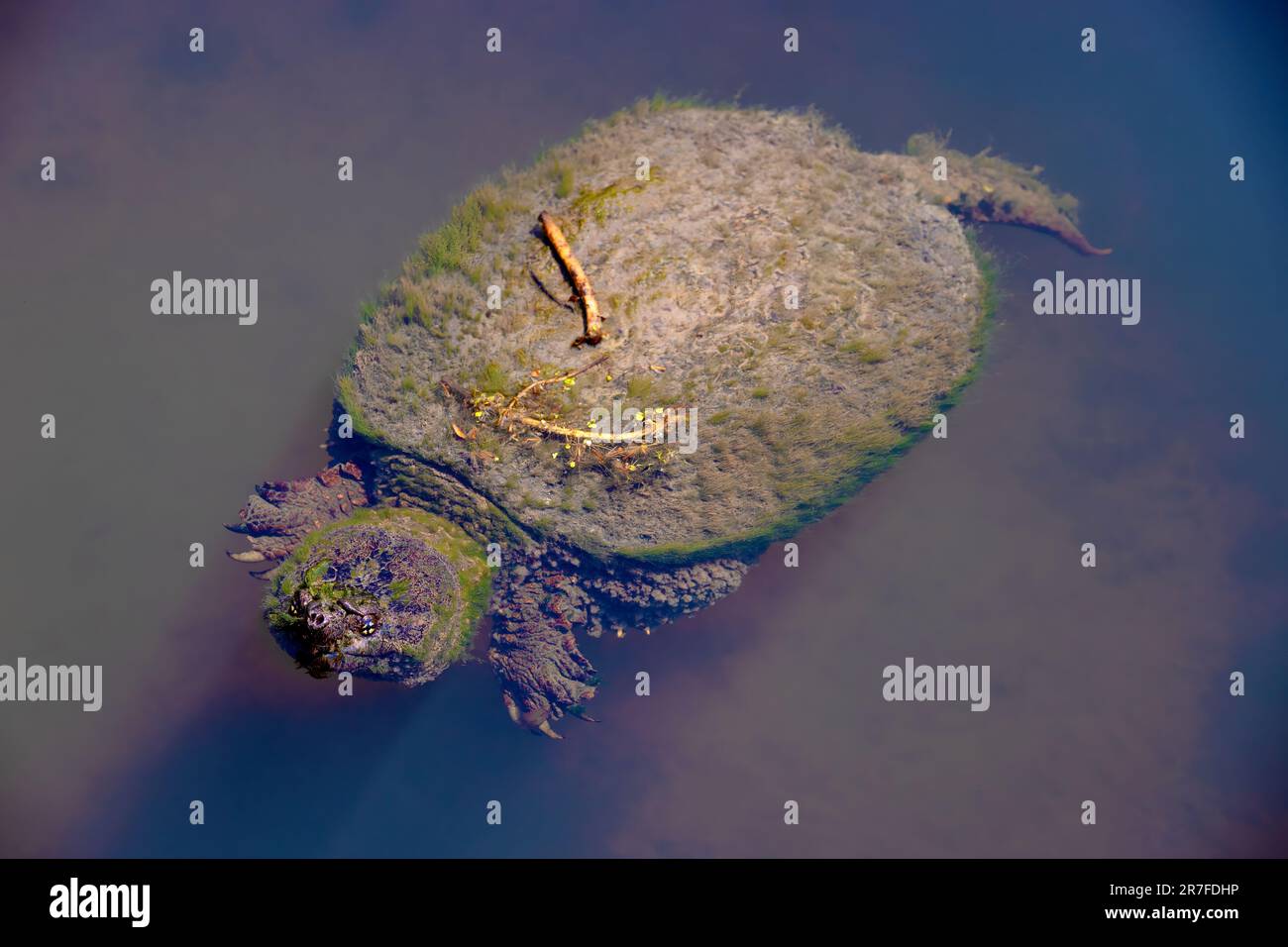 Snapping turtle close up wildlife hi-res stock photography and images ...