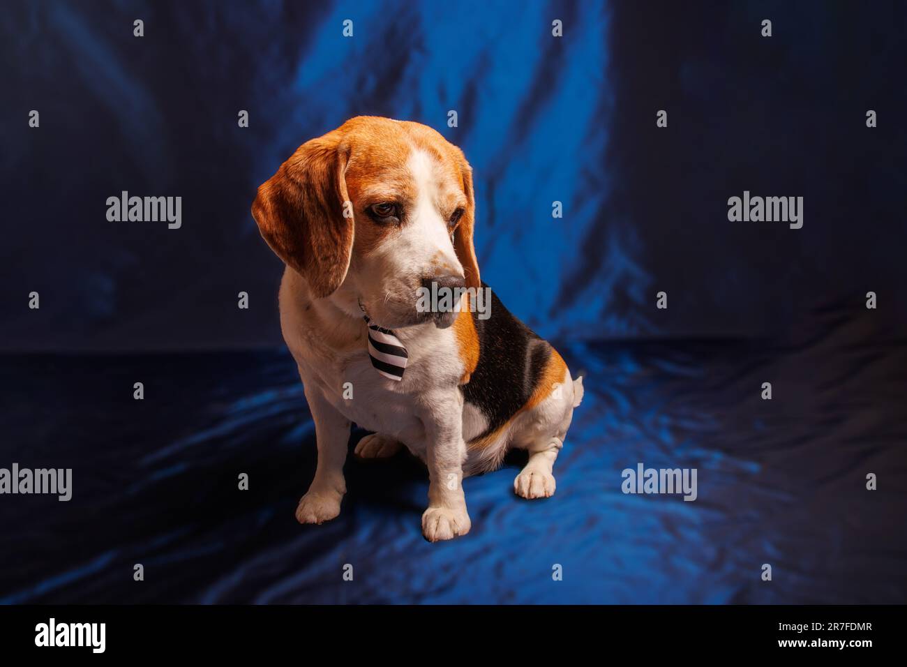 https://c8.alamy.com/comp/2R7FDMR/beagle-purebred-dog-photo-sesion-in-studio-2R7FDMR.jpg