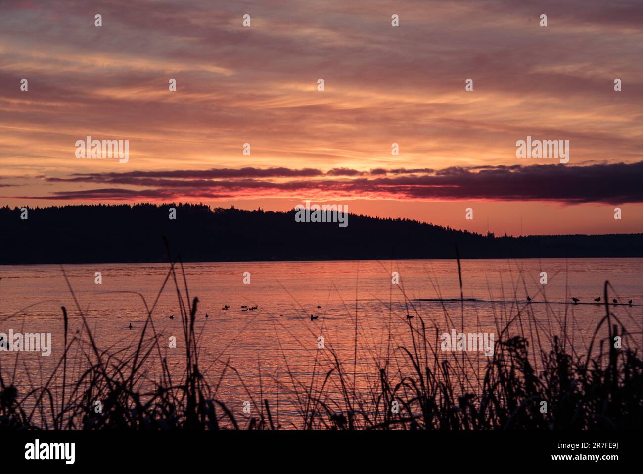 A stunning sunset over a tranquil lake, with tall grass and plants ...