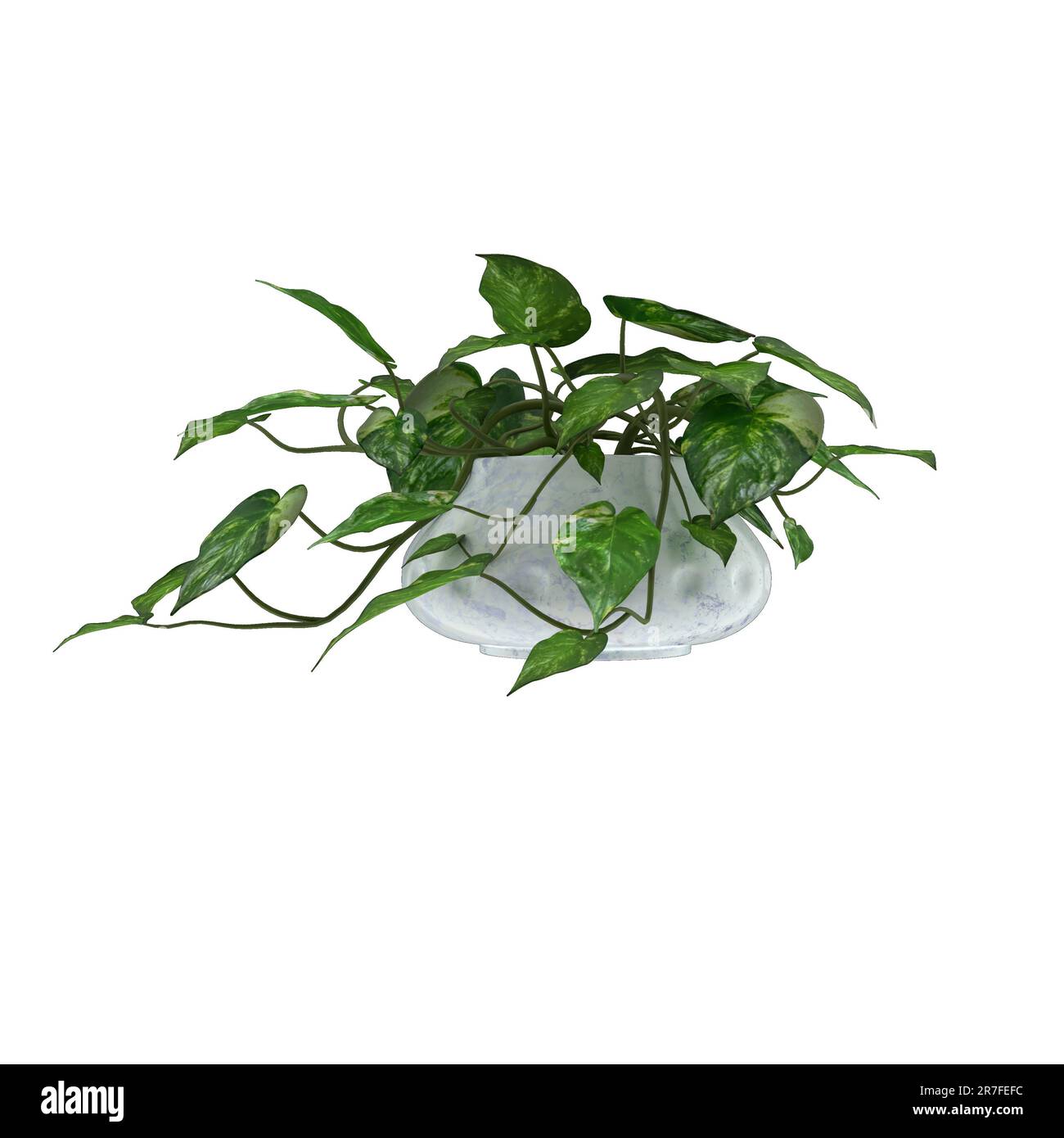 A green houseplant with large leaves in a white porcelain pot. Stock Photo