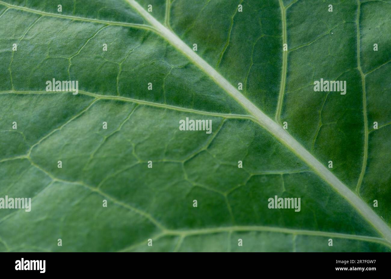 green leaf texture macro shot Stock Photo