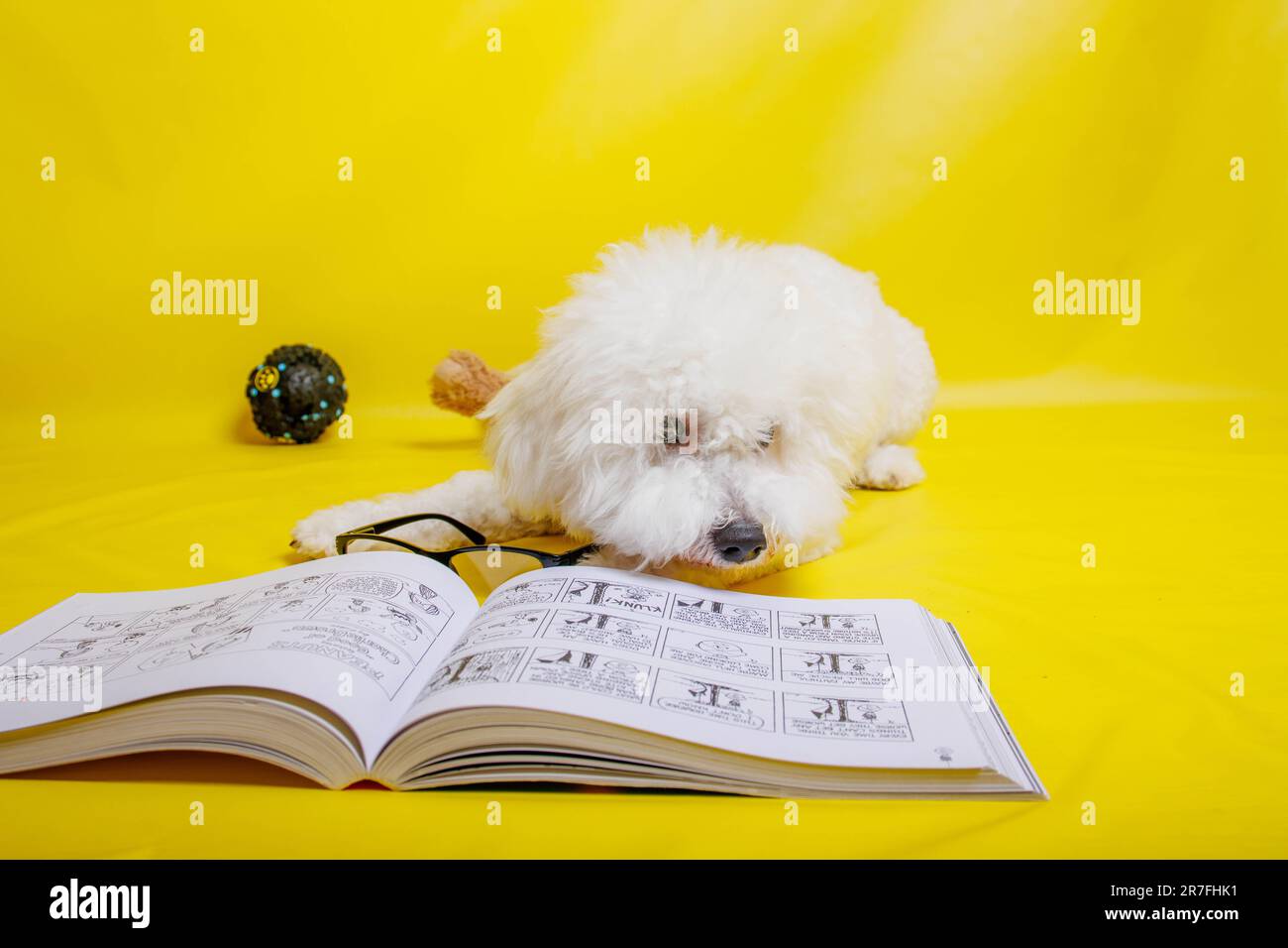 Bichon Frise dog posing in photography studio Stock Photo