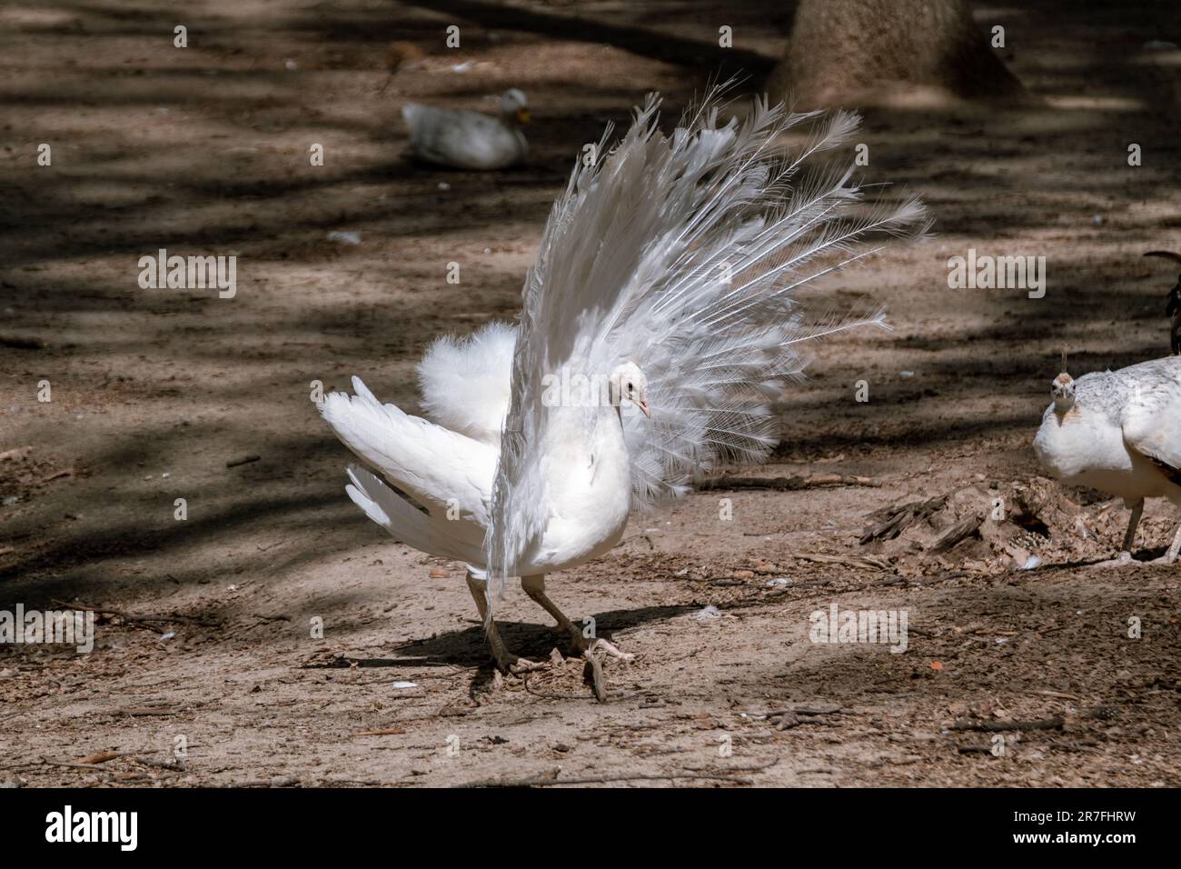 White Peafowl male demonstrating tail. Bird with leucism, white feathers in sunny aviary background Stock Photo