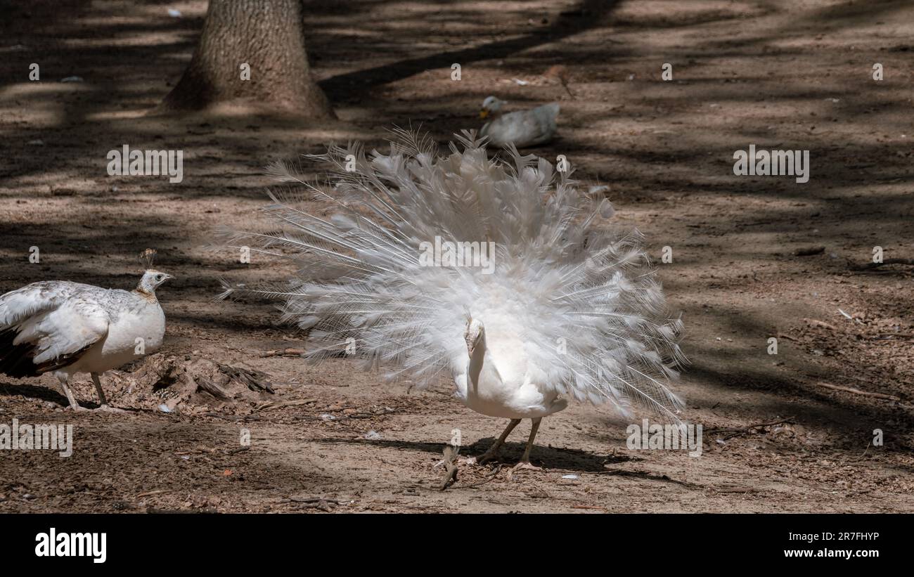 White Peafowl peacock demonstrating tail. Bird with leucism, white feathers in sunny sandy aviary Stock Photo
