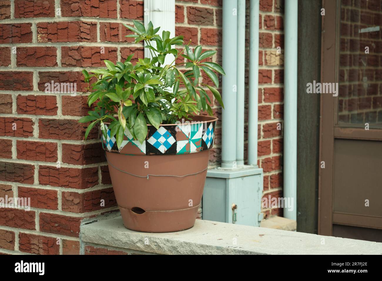 An interesting potted plant, Sunset Park, Brooklyn, New York Stock