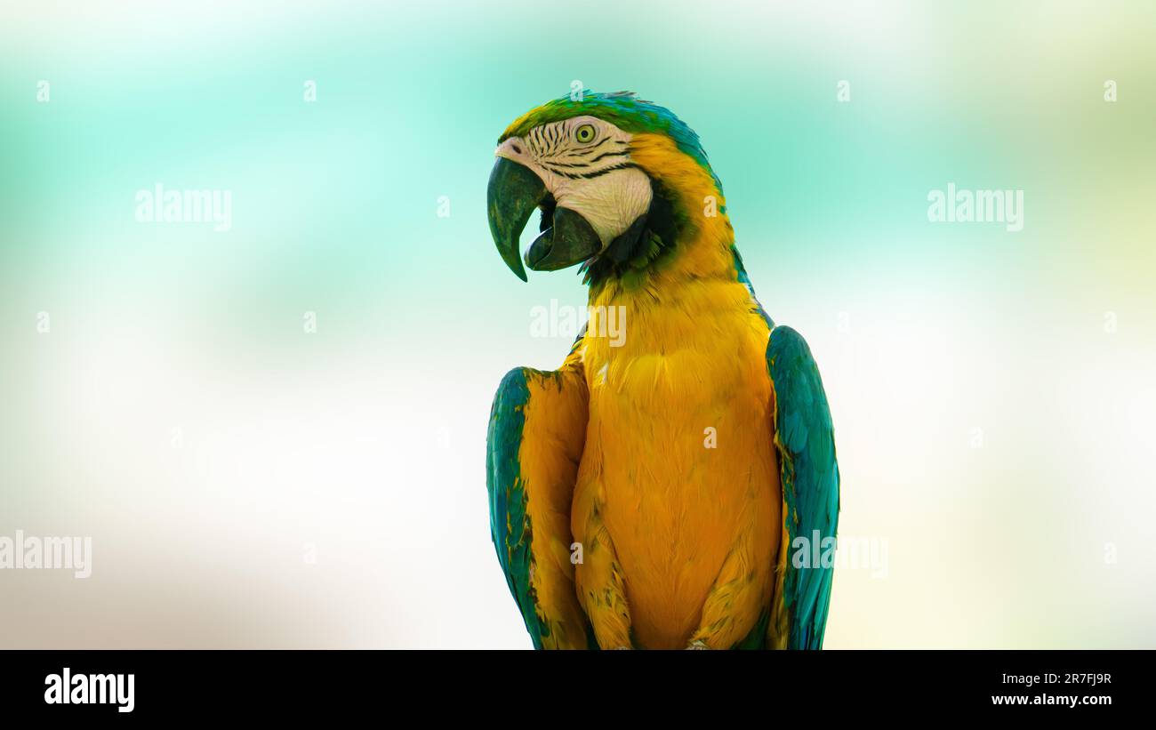 Picture Idea: Colorful Blue And Yellow Macaw Parrot Posed Against Green Background
