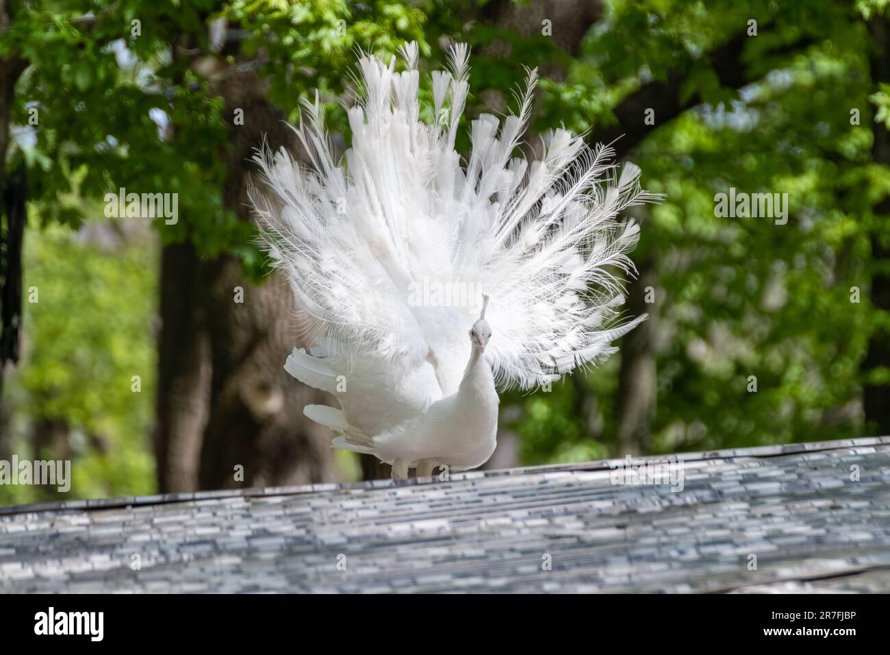 White Peafowl male demonstrating tail. Bird with leucism, white feathers in sunny aviary background Stock Photo