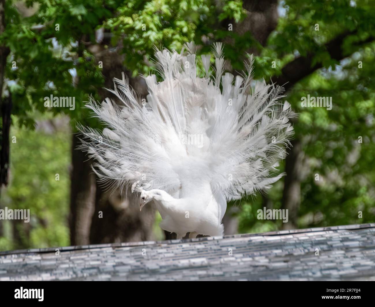 White Peafowl peacock profile, demonstrating tail. Bird with leucism, white feathers with sunny green background Stock Photo