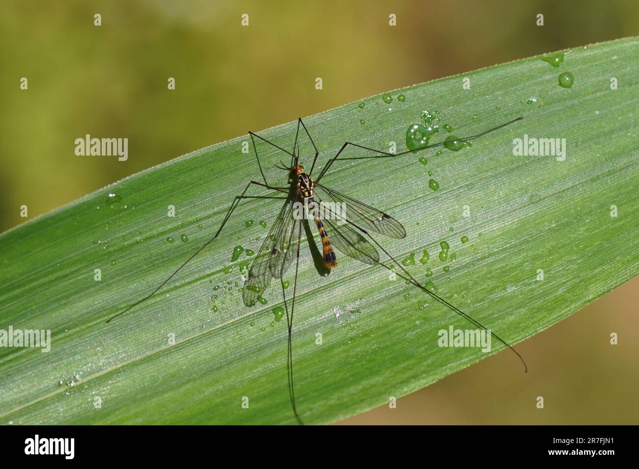 Male crane fly Nephrotoma flavipalpis, family Tipulidae on a bamboo leaf. Dutch garden, June. Stock Photo