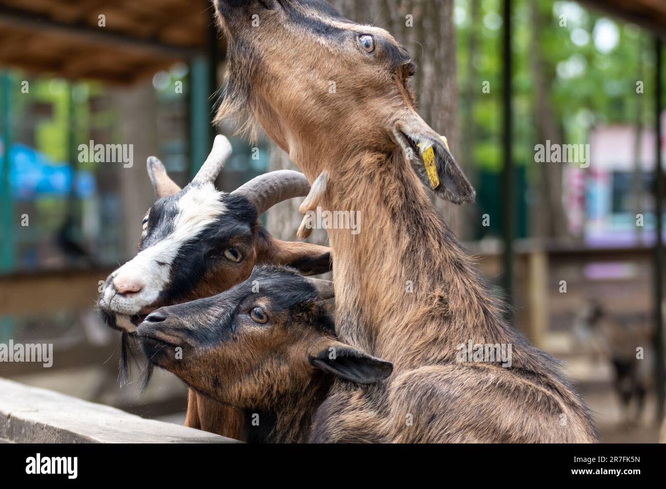 Colorful goats waiting for food near wooden fence in farm yard. Domestic animals breeding Stock Photo