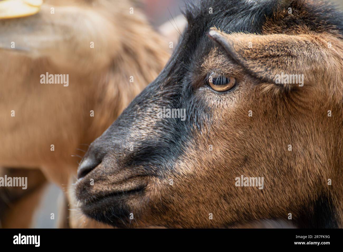Brown goat head close-up in farm yard. Domestic animals breeding Stock Photo