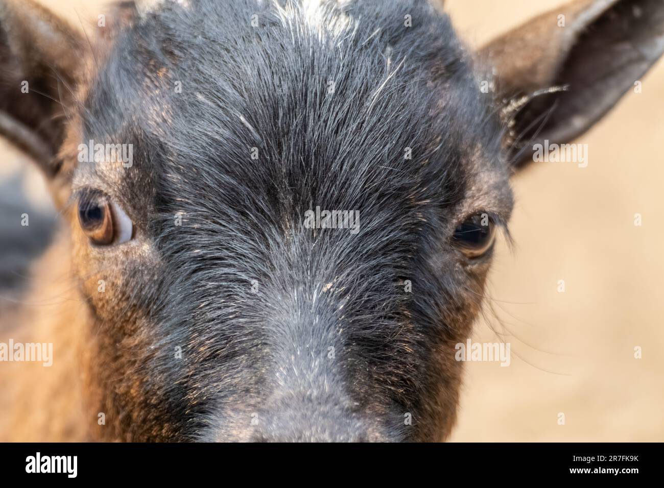 Brown and black goat face looking forward close-up. Domestic animals breeding Stock Photo