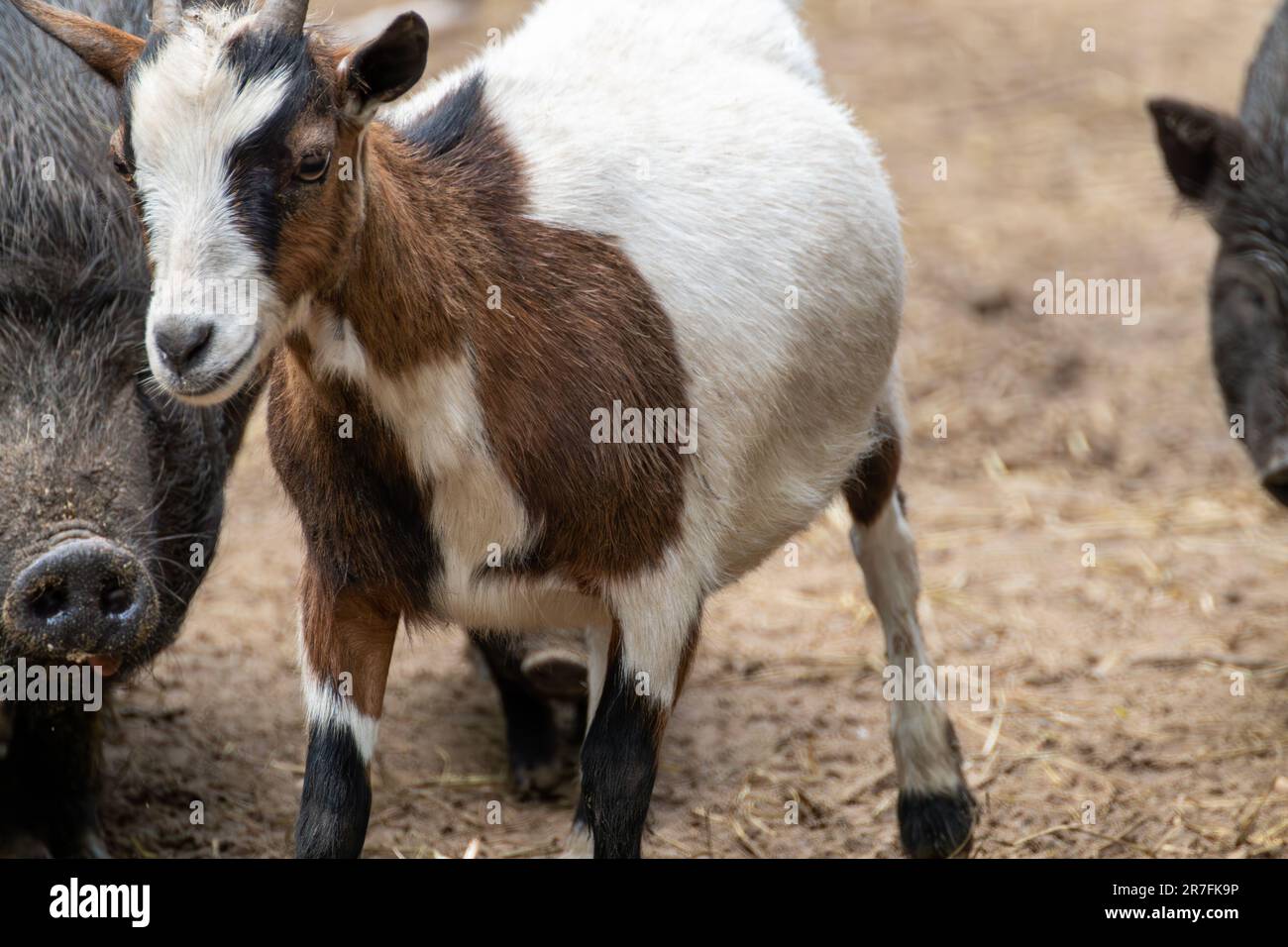 Colorful goats baby kid playing in farm yard close-up. Domestic animals breeding Stock Photo