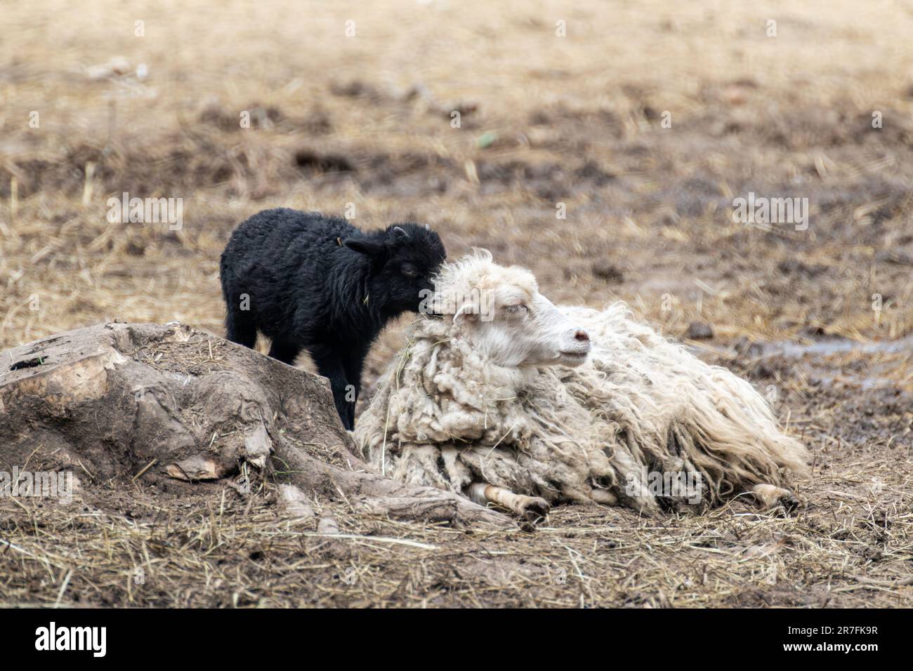 White fluffy sheep with black lamb resting on farm ground. Domestic animal laying down Stock Photo