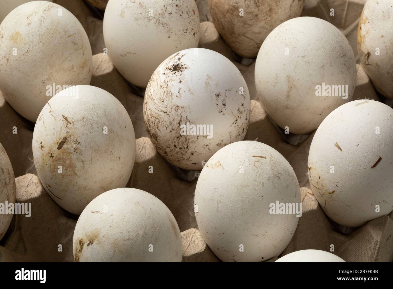 Paper tray with fresh picked white large goose eggs close up Stock Photo
