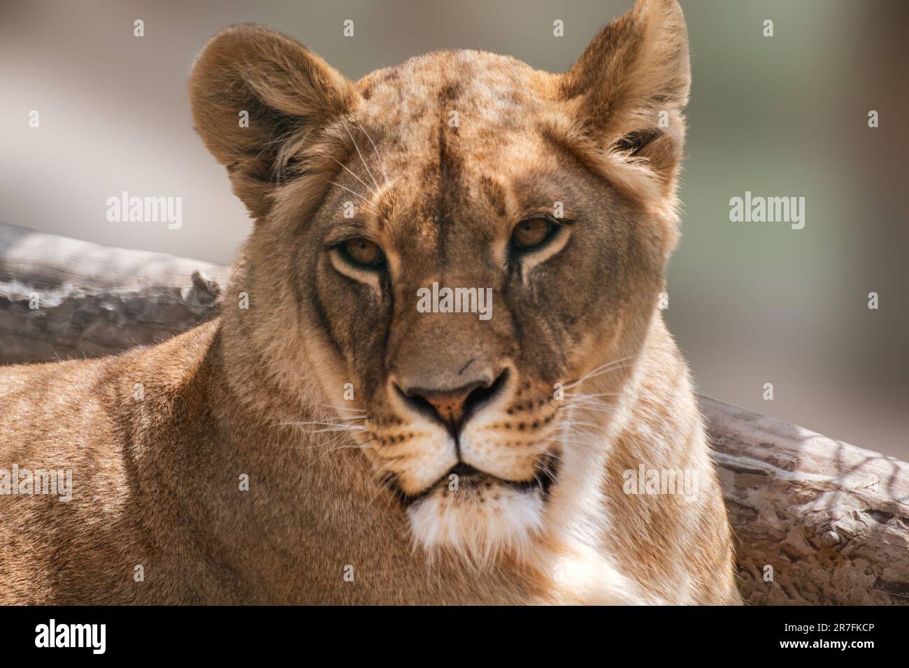 Lion female calm face, lionesses portrait, close-up with blurred background. Wild animals, big cat Stock Photo