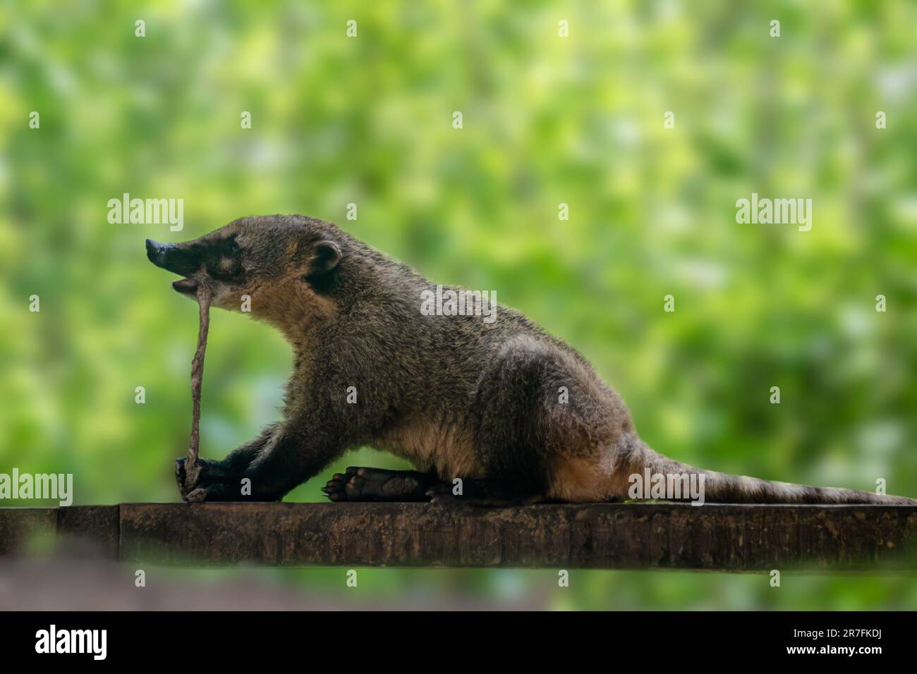 South American coati, ringtailed coati sitting, cute raccoon family