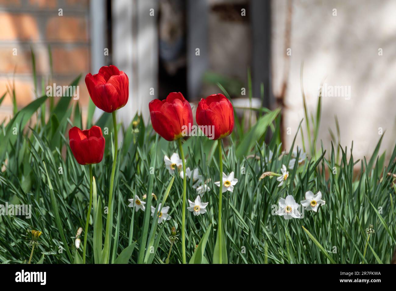 Red tulips with white Narcissus (amaryllis family, Amaryllidaceae) in garden greenery, spring bloom with blurred background. Botany foliage with selec Stock Photo