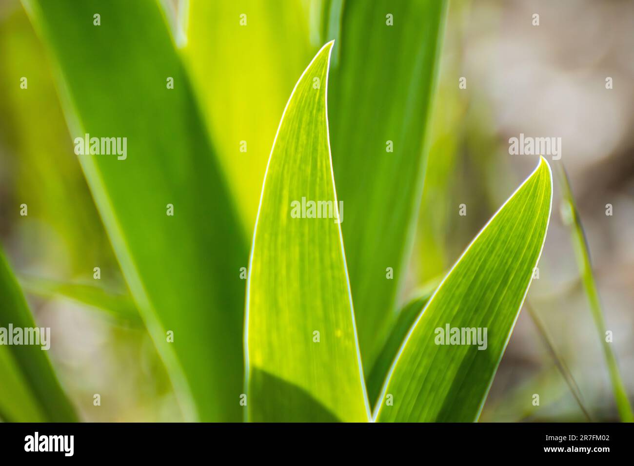 Green shining grass leaves in garden with blurry background. Spring sunny development growth Stock Photo