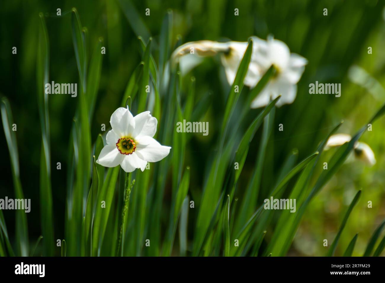 White Narcissus (amaryllis family, Amaryllidaceae) in vivid garden greenery, spring bloom with blurred background. Botany foliage with selective focus Stock Photo