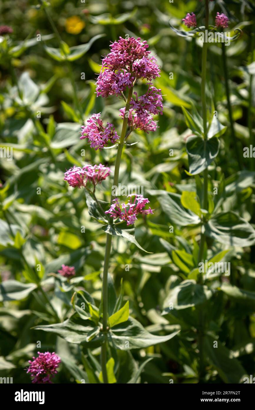 Red valerian flower close up in the garden Stock Photo