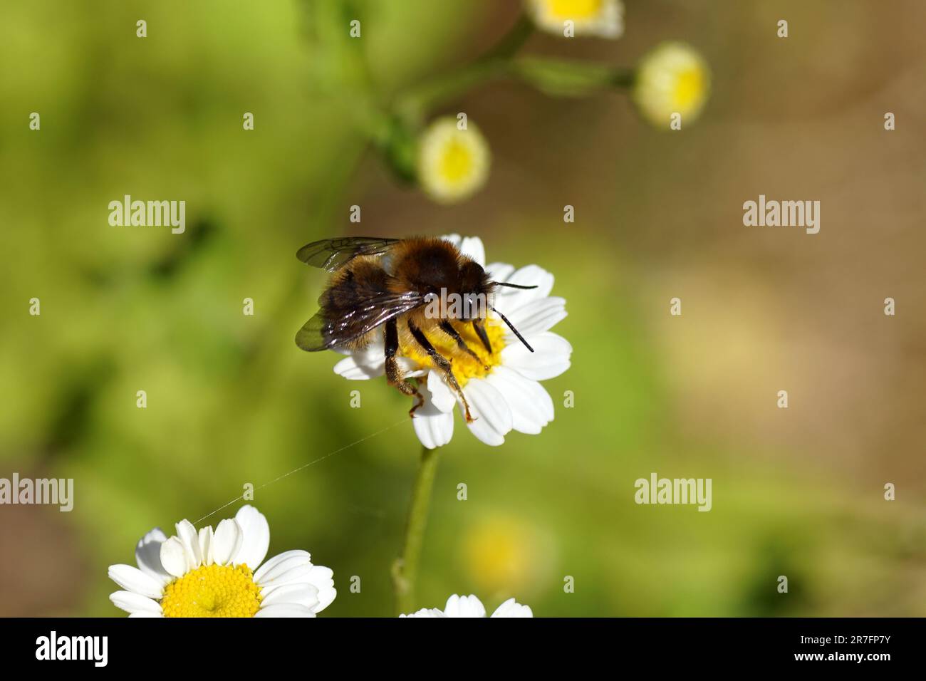 Fork-tailed Flower Bee (Anthophora furcata), family Apidae. Flowers of feverfew (Tanacetum parthenium), family Asteraceae. June, Dutch garden Stock Photo
