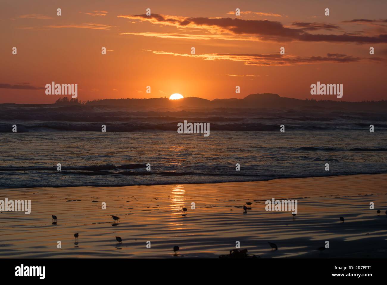 Western sandpipers forage in the surf of Long Beach in the Pacific Rim ...