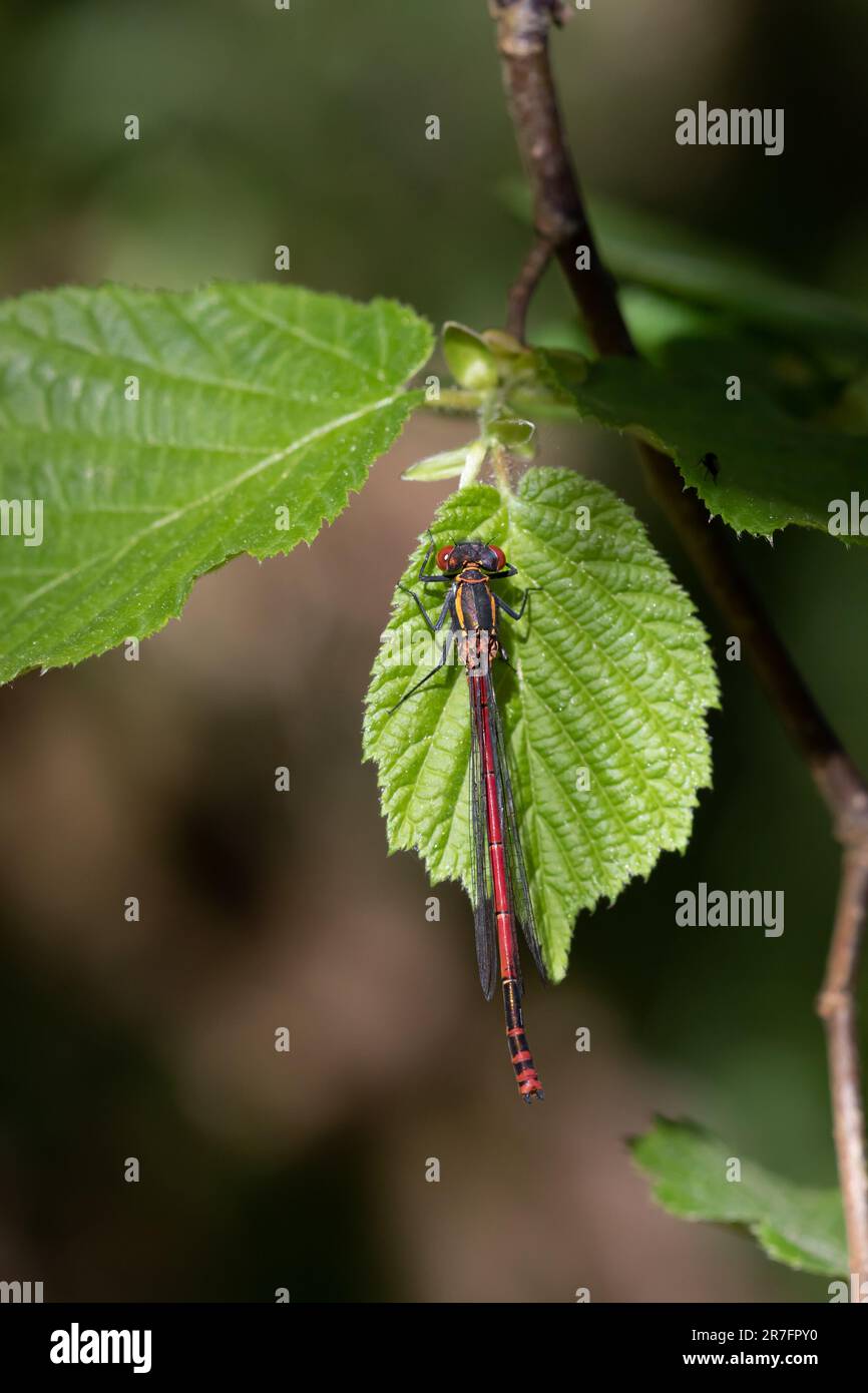 A Large Red Damselfly (Pyrrhosoma nymphula) resting on a fresh green leaf. Stock Photo