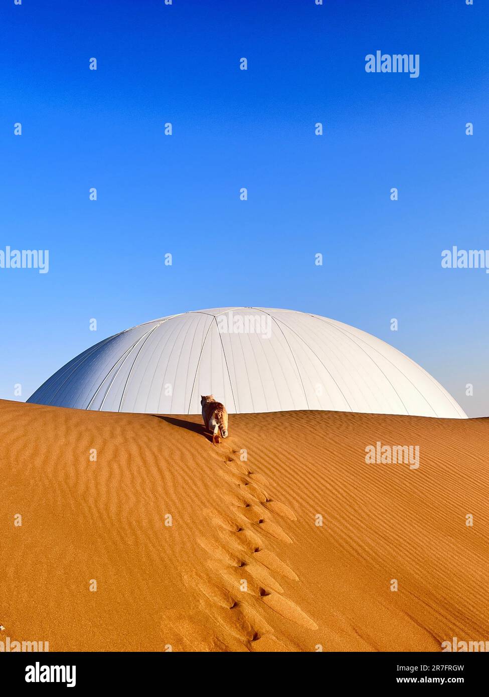 A cat walking on the arid desert sand with a majestic domed structure in the background Stock Photo