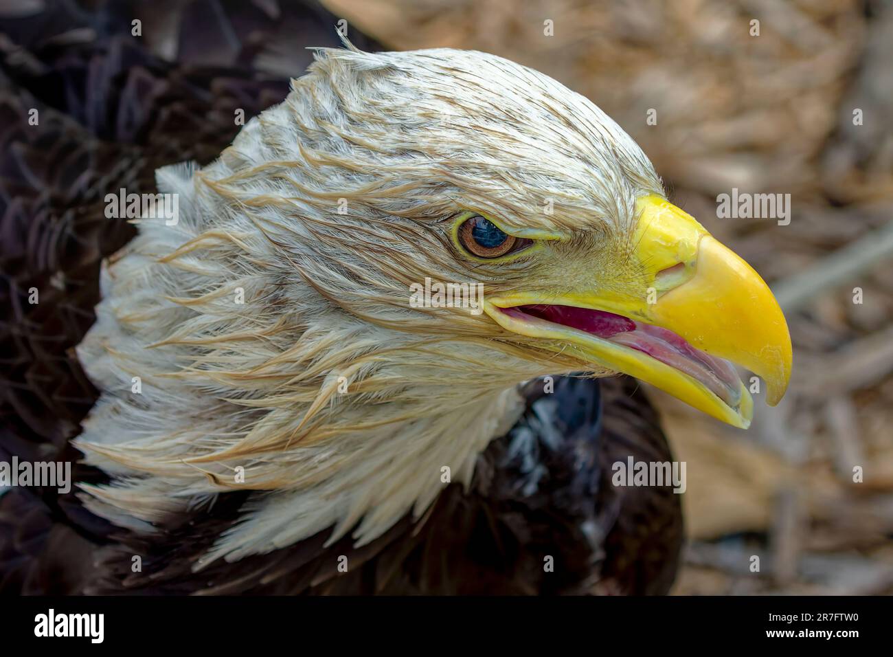 Detail of the head of the 22-year-old   Bald eagle Stock Photo