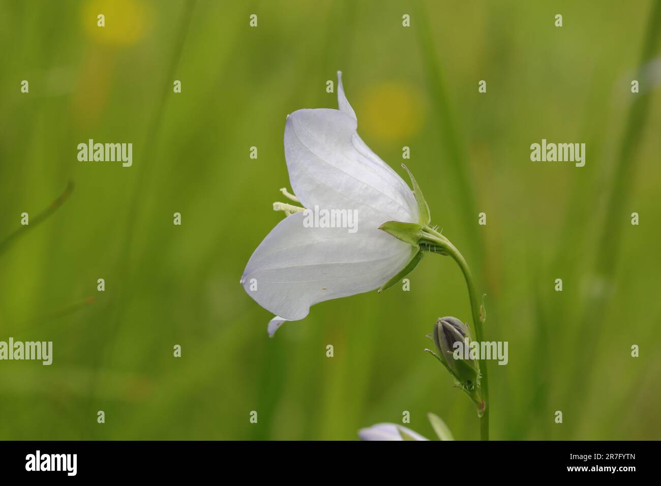 close-up of a beautiful white campanula persicifolia against a green blurry background, side view Stock Photo