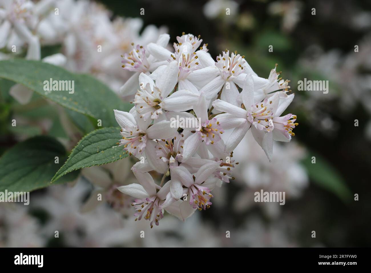 Beautiful white to light pink flowers with yellow anthers on a shrub of the Deutzia Mon Rose variety, selective focus Stock Photo