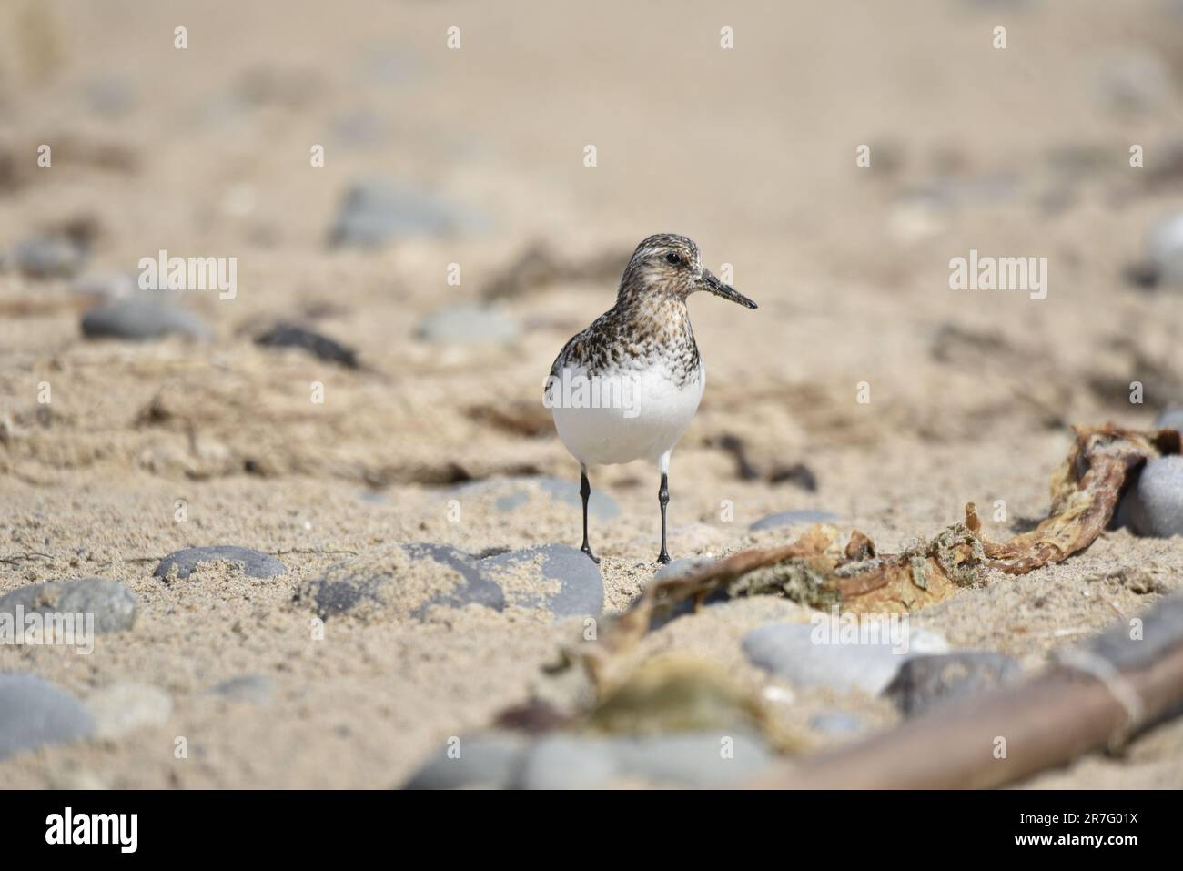 Close-Up, Facing Image of a Sanderling (Calidris alba) Standing on a Pebble Beach Looking to Right of Image, on a Sunny Day on the Isle of Man in May Stock Photo