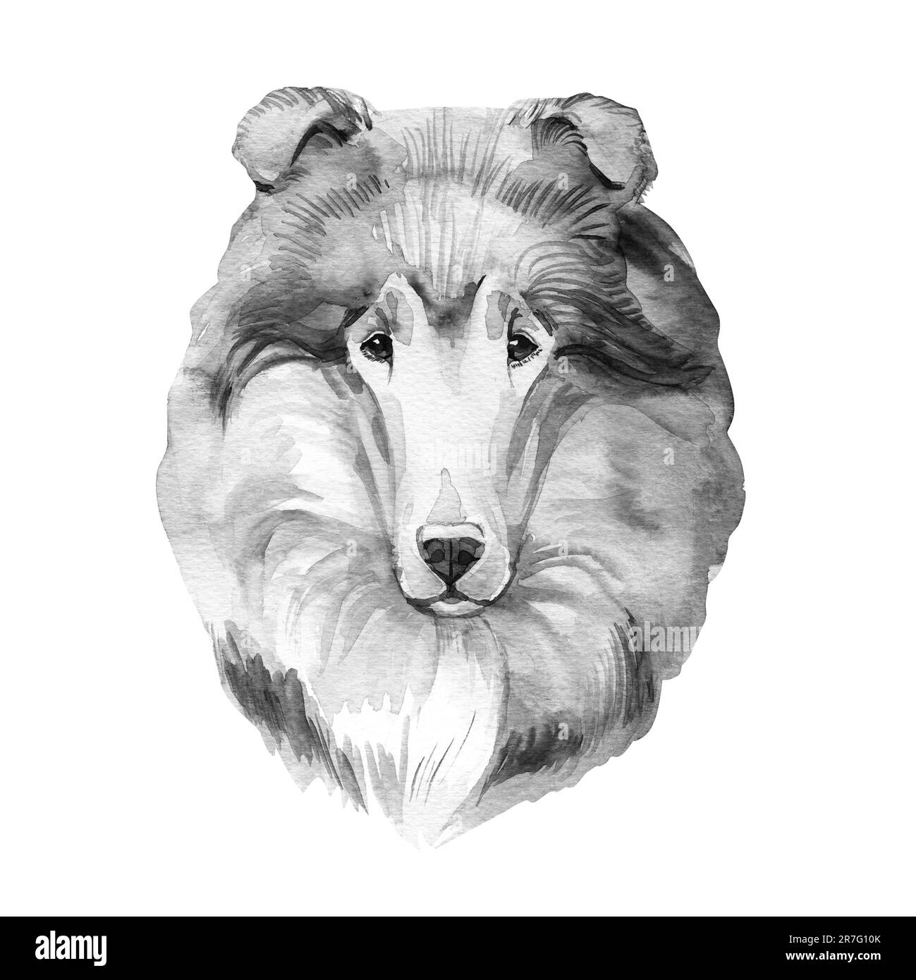 Scotch collie pet with long fur, furry domestic animal sticking out